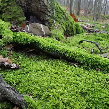 Hotell Roeb Nideggen